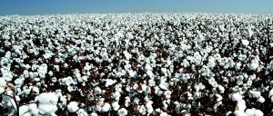 Cotton plants - the raw material for cellulose acetate.